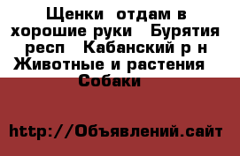 Щенки  отдам в хорошие руки - Бурятия респ., Кабанский р-н Животные и растения » Собаки   